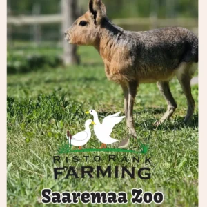Saaremaa Loomaaia kalender