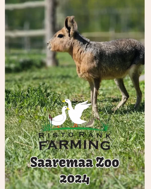 Saaremaa Loomaaia kalender